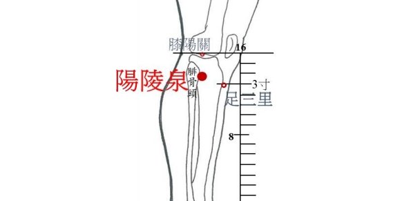 高雄市立中醫醫院-外傷陽陵泉(膽經)